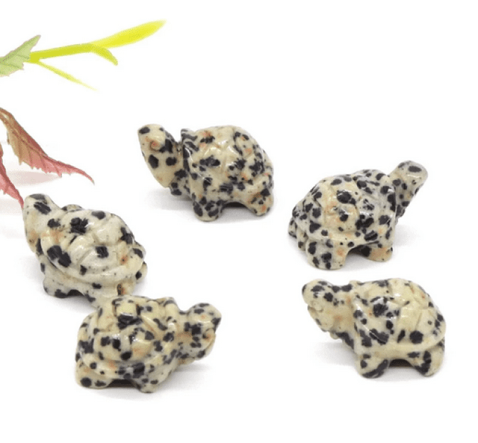 Mini tortue Jaspe dalmatien