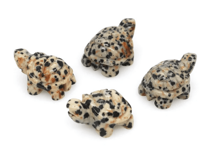 Mini tortue Jaspe dalmatien